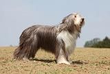 BEARDED COLLIE 278